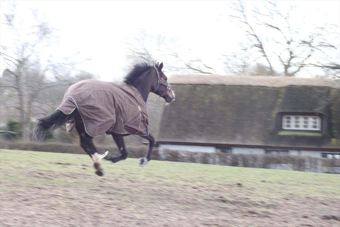 Tysk Oldenburger Georgia B - Første gang på fold hjemme hos mig :)  billede 4