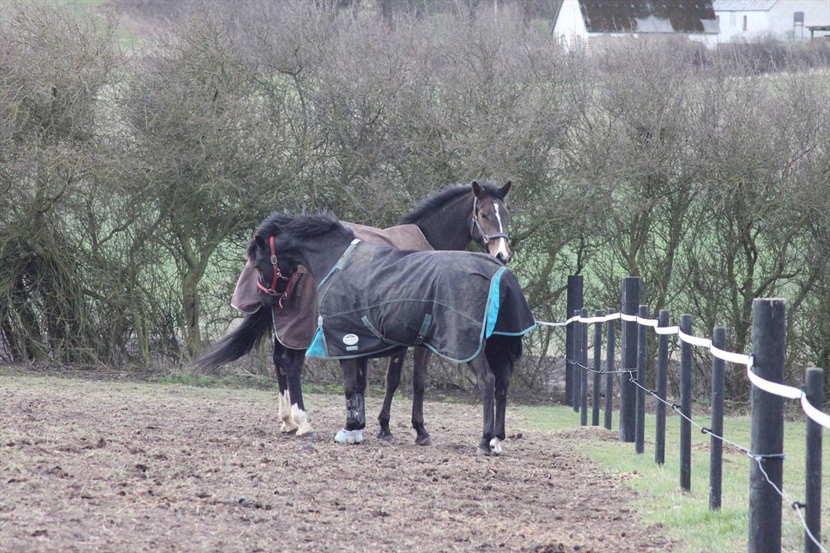 Tysk Oldenburger Georgia B - Første gang på fold hjemme hos mig :)  billede 8