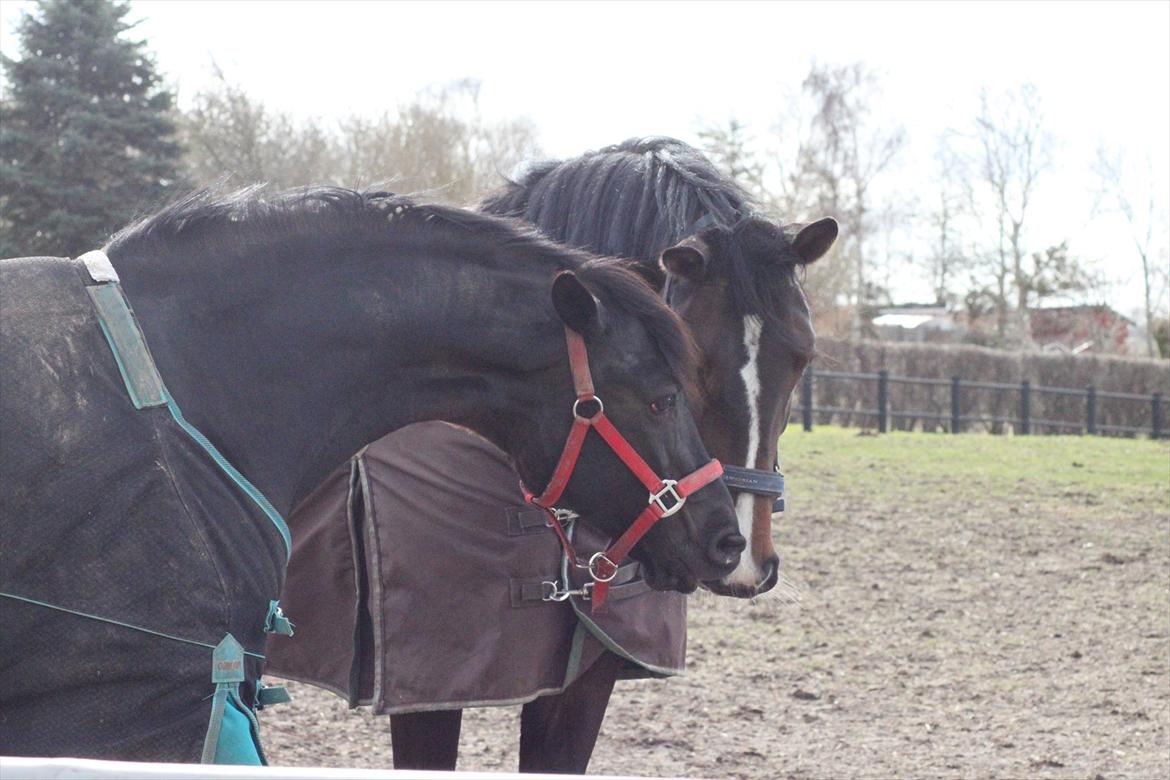 Tysk Oldenburger Georgia B - Sorte og Lille G mine to elske heste <3  billede 10