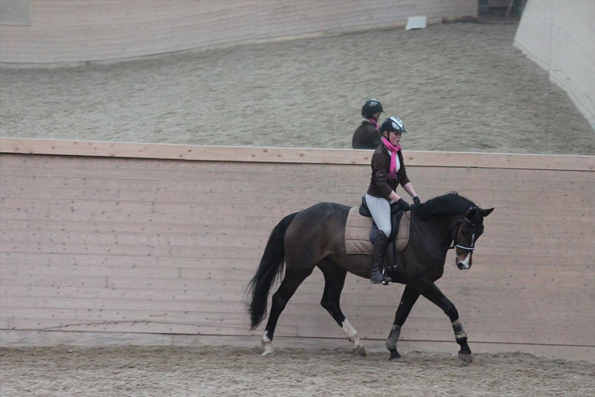 Tysk Oldenburger Georgia B - Til undervisning hos Lena taget i Marts 2012:)  billede 11