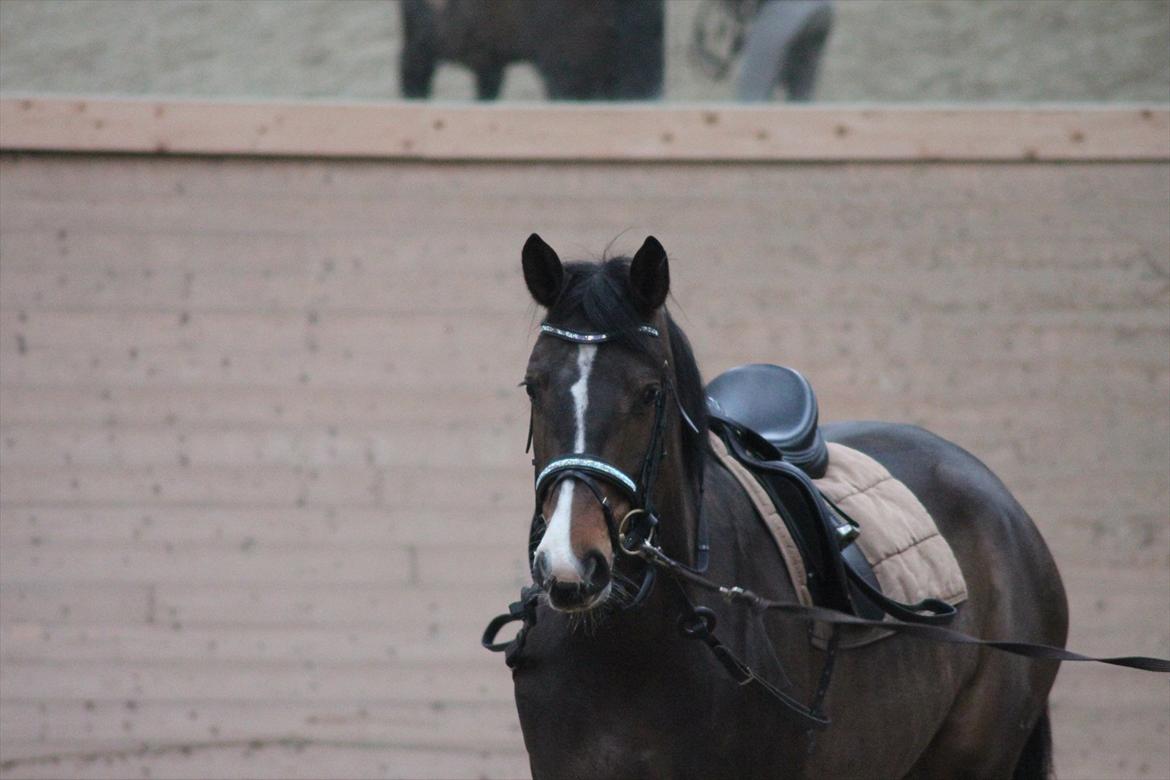 Tysk Oldenburger Georgia B - Første gang med min OS trense på med AB sten :)  billede 14
