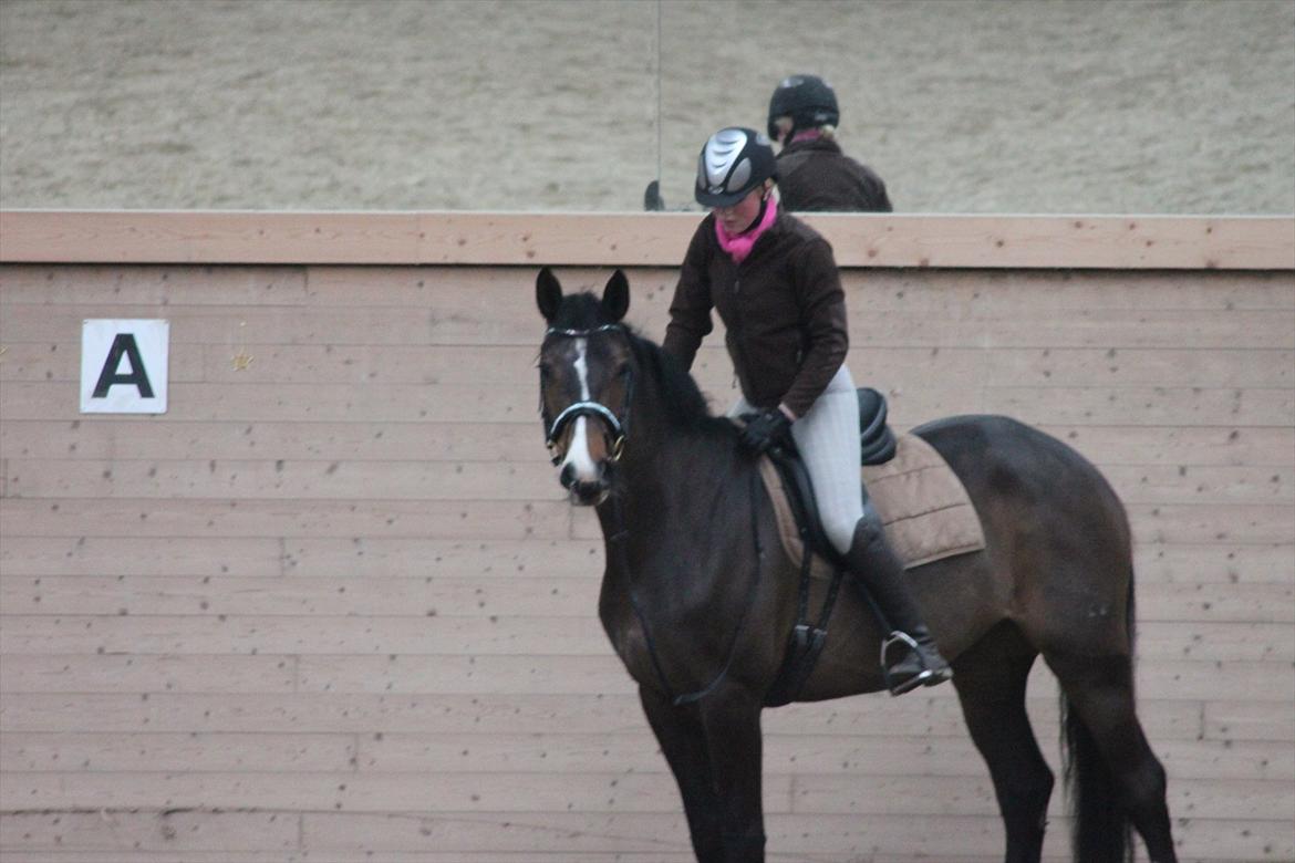 Tysk Oldenburger Georgia B billede 16