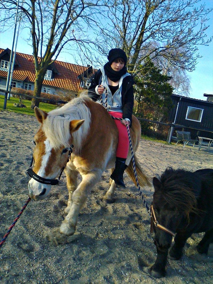 Haflinger Tony - .. jeg trækker Tony og Talle, mens Talle trækker Ollie. Den rene hygge! billede 17