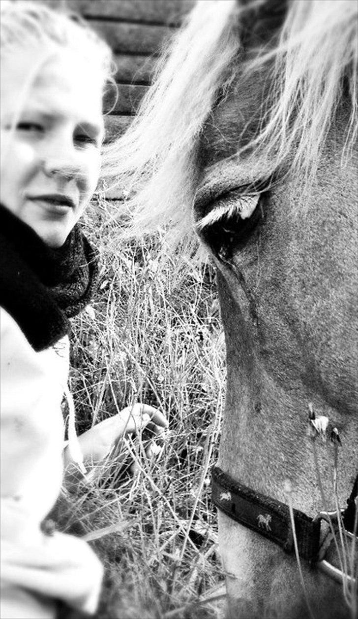 Haflinger Tony billede 18