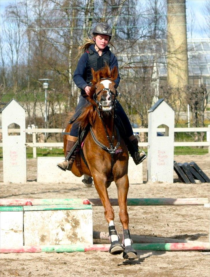 Fuldblod (XX) Dion D'or - 17) Ja, typisk hende :P Ved godt at det ser voldsomt ud, men hun åbner munden imens hun rider nogen gange, så jeg river hende altså ikke i munden! billede 19