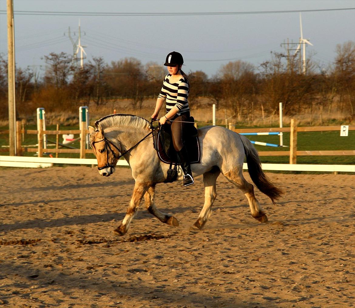 Fjordhest BG Gandalf (Fyns/klub mester!<3<3) :-* - Det bedste ved fremtiden er at den kommer en dag af gangen.<3 billede 5