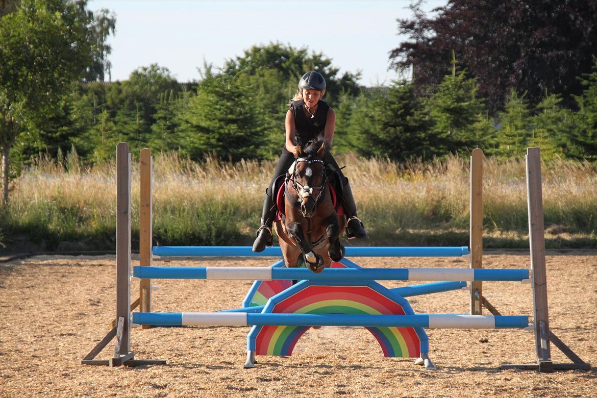 Welsh Pony af Cob-type (sec C) Gribsvads Tango<3 R.I.P billede 9