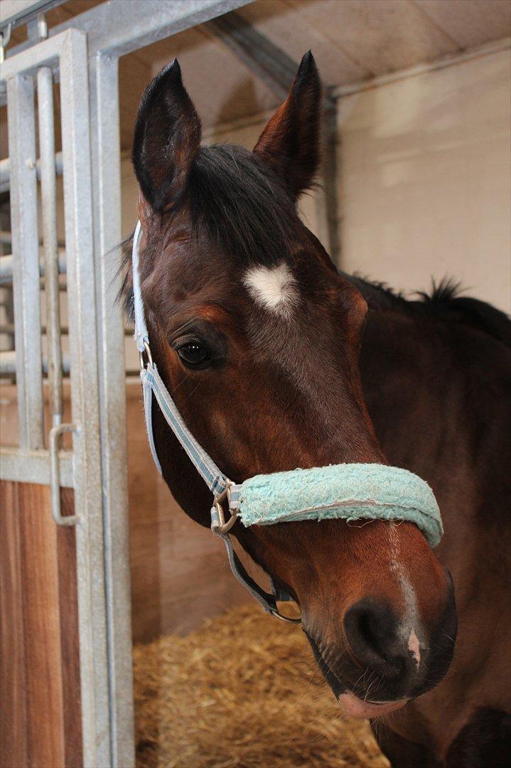 Dansk Varmblod San Luca - Luca :-) Foto: Mig (Bettina) billede 2