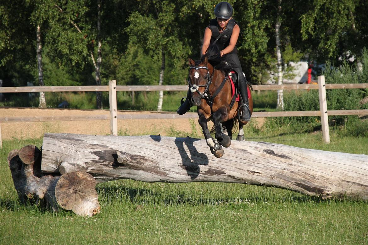 Welsh Pony af Cob-type (sec C) Gribsvads Tango<3 R.I.P billede 2