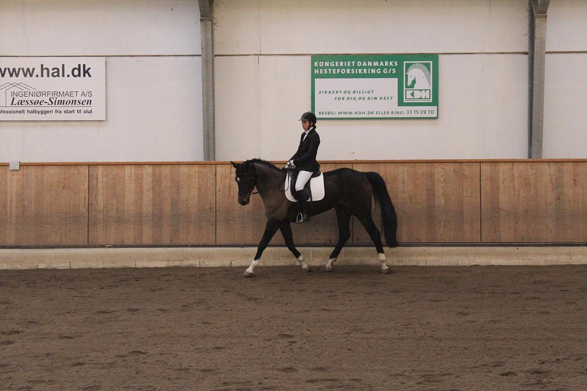 Dansk Varmblod San Luca - Til stævne d. 18/3-12 Foto: Sofie Christensen billede 3