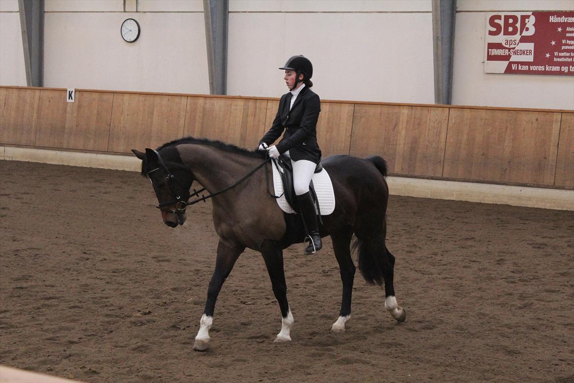 Dansk Varmblod San Luca - Til stævne d. 18/3-12 Foto: Sofie Christensen billede 4