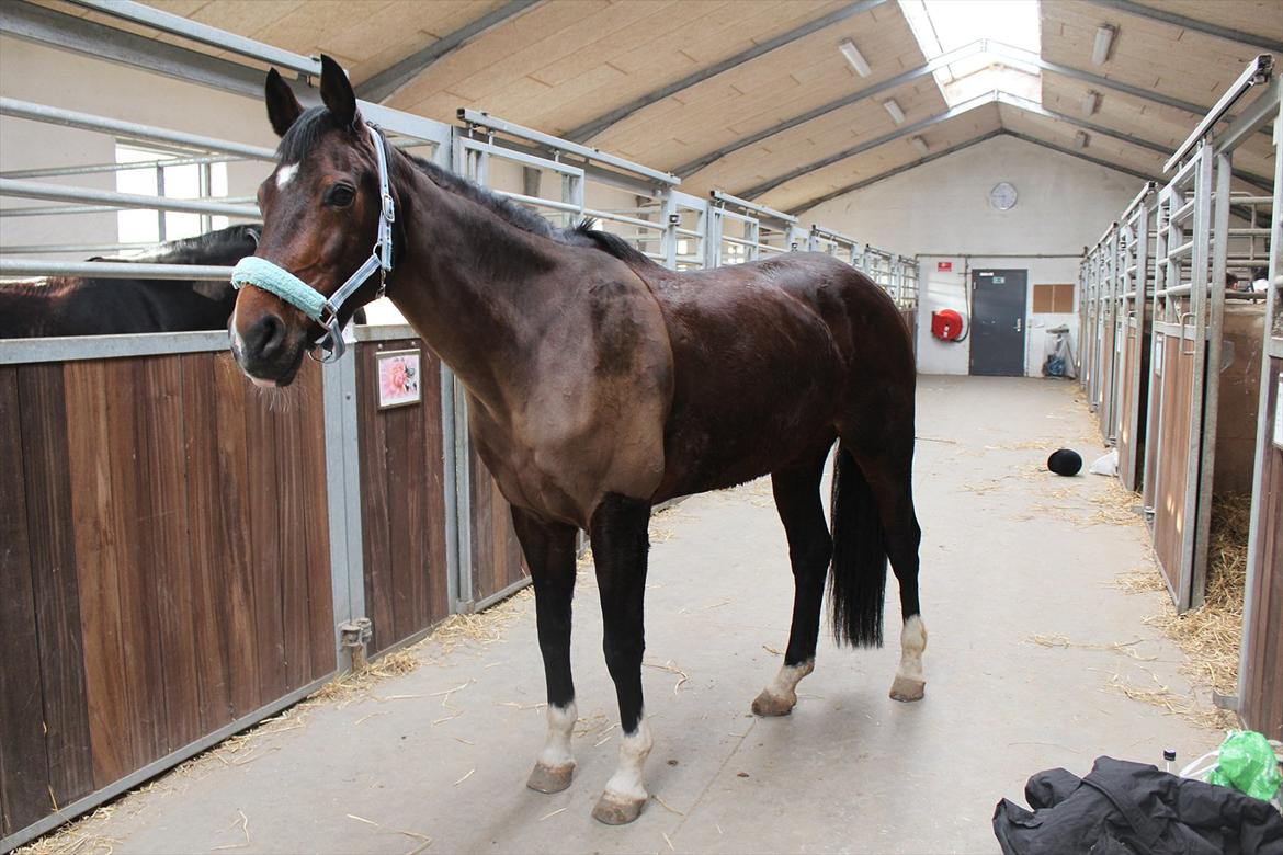 Dansk Varmblod San Luca - Luca på staldgangen. Foto: Sofie Christensen billede 5