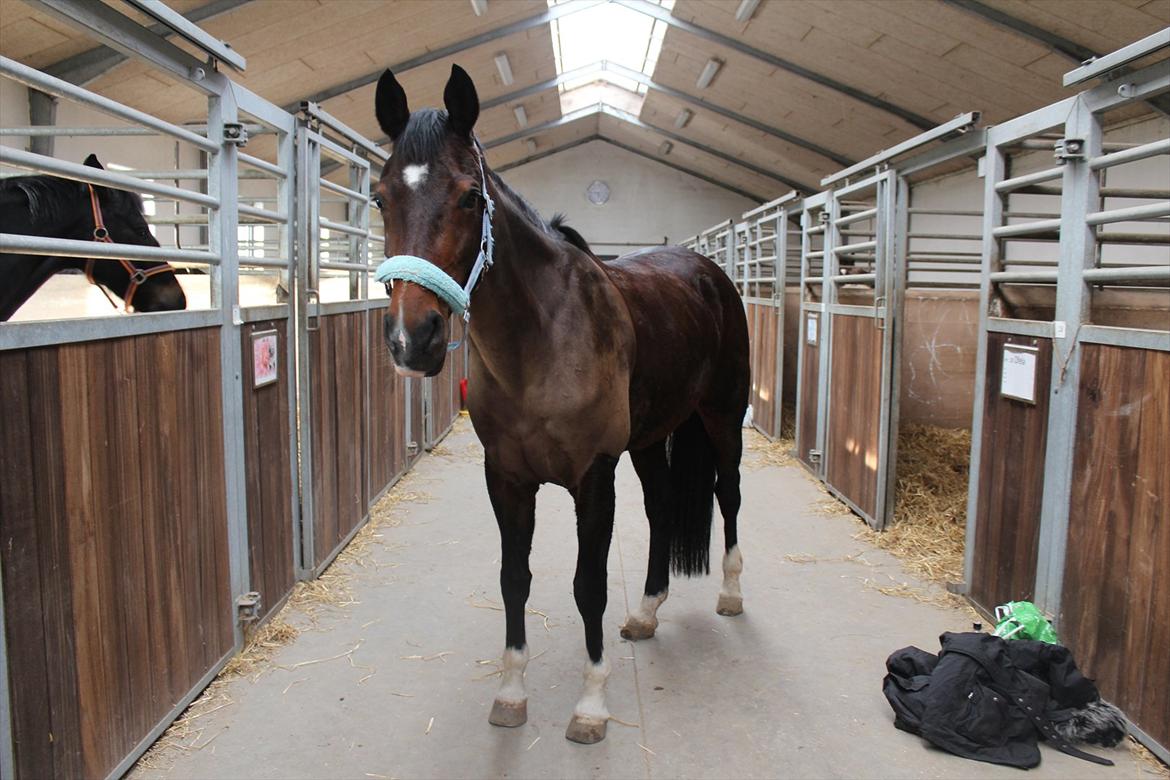 Dansk Varmblod San Luca - Luca på staldgangen. Foto: Sofie Christensen billede 6