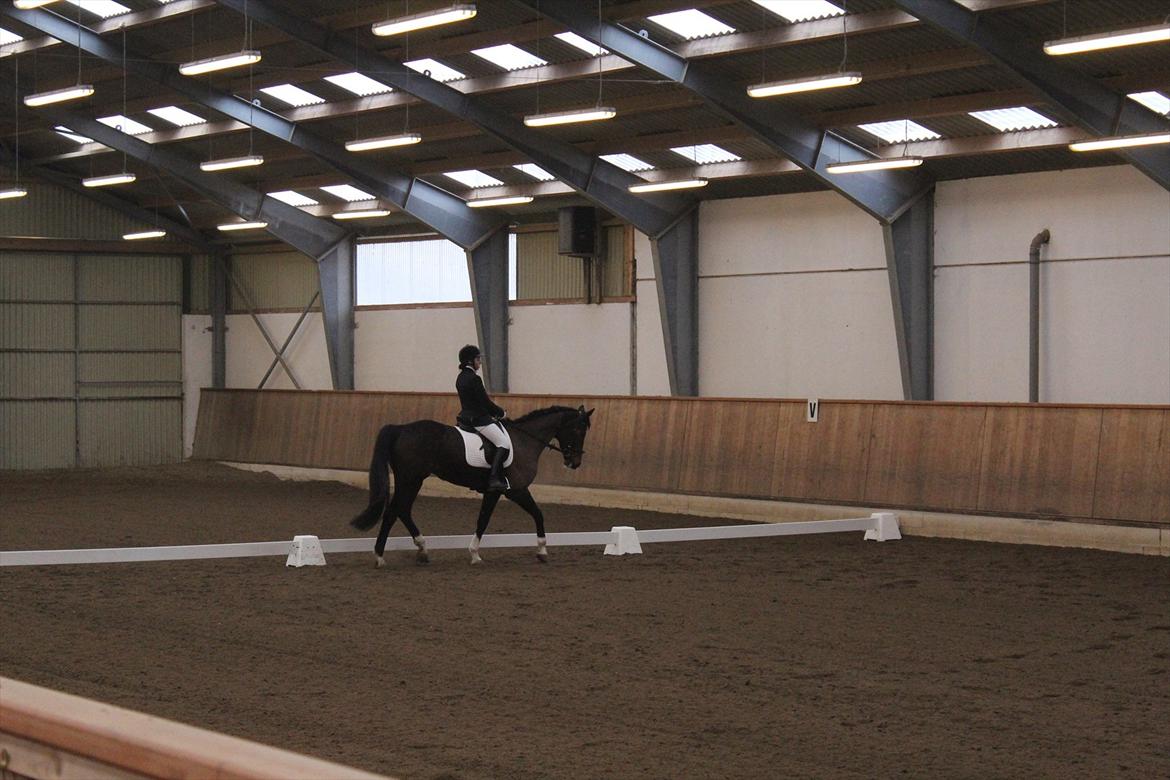 Dansk Varmblod San Luca - Til stævne d. 18/3-12 billede 7