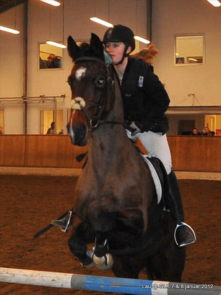 Dansk Varmblod San Luca - Luca og Luna til springstævne :-) Foto: Lau billede 8