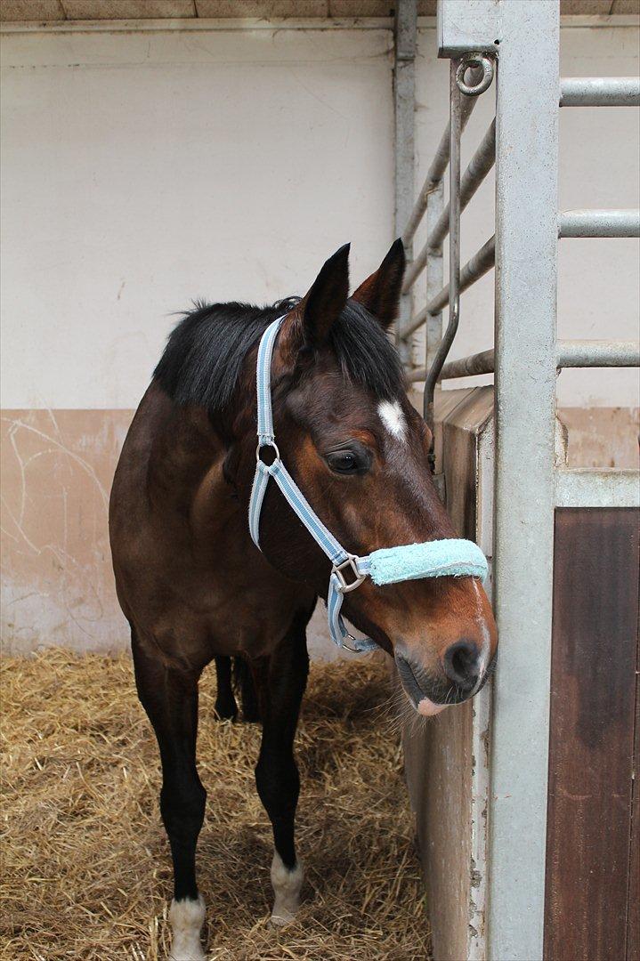 Dansk Varmblod San Luca - Foto: Mig (Bettina) billede 9