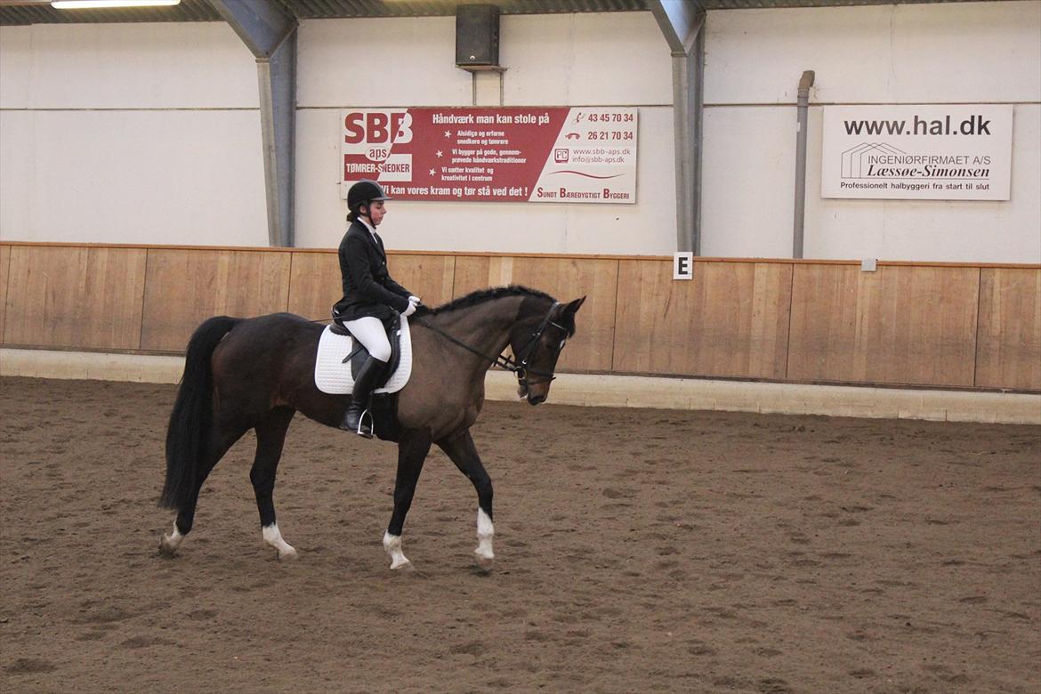 Dansk Varmblod San Luca - Til stævne d. 18/3-12 Foto: Sofie Christensen billede 10