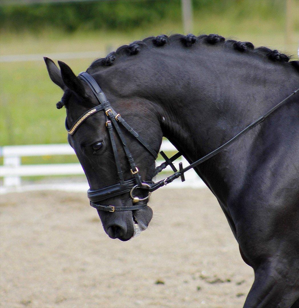 Welsh Cob (sec D) Carport's Chrysler - Crylle <3 billede 3