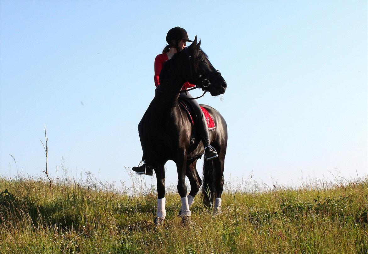 Welsh Cob (sec D) Carport's Chrysler - Hygge på tur. billede 17