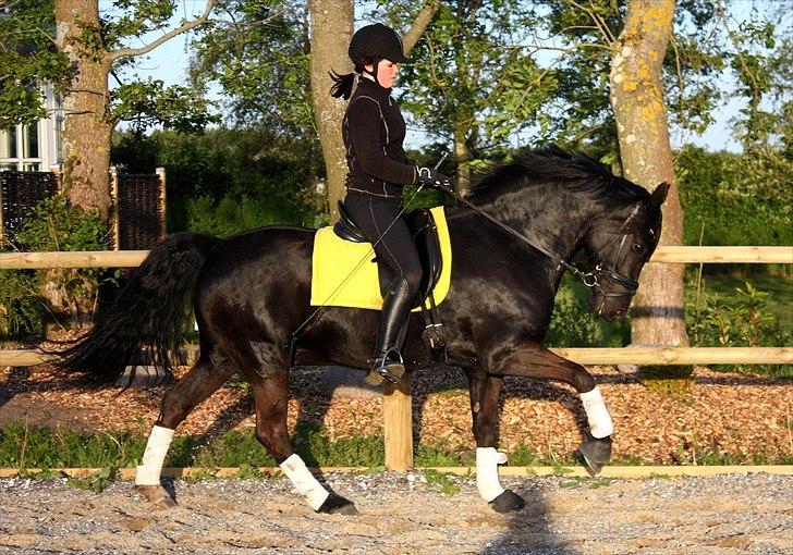 Welsh Cob (sec D) Carport's Chrysler - Aftentræning. billede 15