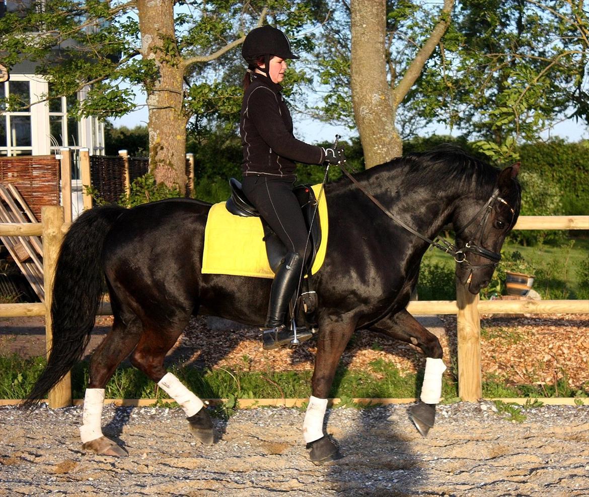 Welsh Cob (sec D) Carport's Chrysler - Aftentræning. billede 6
