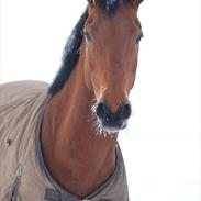 Anden særlig race Charming Miss Rico