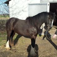 Irish Cob Schjerlunds Aslan