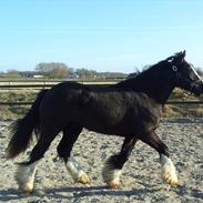 Irish Cob Schjerlunds Aslan