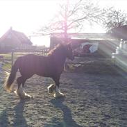 Irish Cob Schjerlunds Aslan