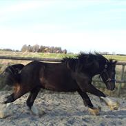 Irish Cob Schjerlunds Aslan