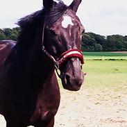 Anden særlig race Macho's Mancher (Manse)