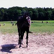 Anden særlig race Macho's Mancher (Manse)