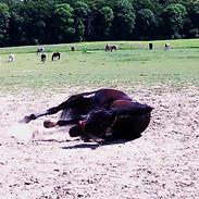 Anden særlig race Macho's Mancher (Manse)