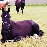 Anden særlig race Macho's Mancher (Manse)