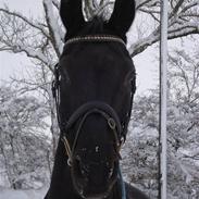 Dansk Varmblod Zippo