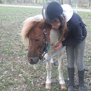 Shetlænder Lucas <333