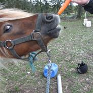 Shetlænder Lucas <333