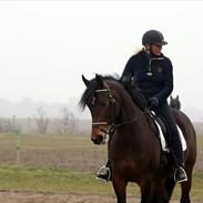 Dansk Varmblod Nobres Desaro