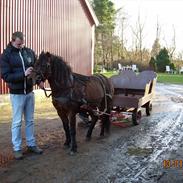 Dartmoor Merian (Innis Guksi Ronda)