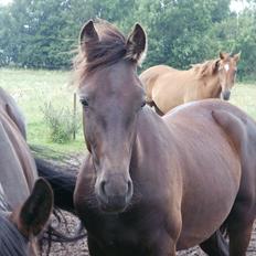 Anden særlig race Engbæks Lurifax