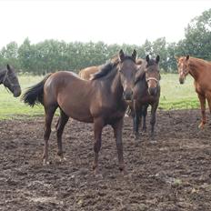 Anden særlig race Engbæks Lurifax