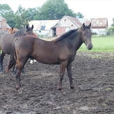 Anden særlig race Engbæks Lurifax
