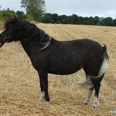 Anden særlig race Darling - himmelhest