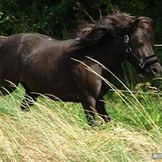 Anden særlig race Darling - himmelhest