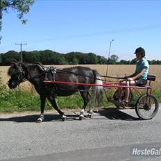 Anden særlig race Darling - himmelhest