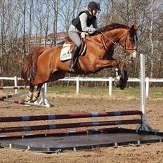 Hollandsk Varmblod Zirmatine