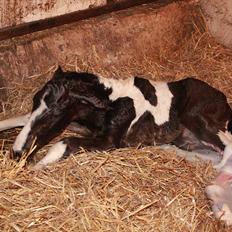 Pinto Rubins Dimarni