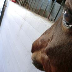 Anden særlig race Felix