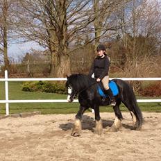 Irish Cob Hauges Benn The Blagdon 