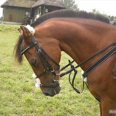 DSP Miss Tøsen *red*